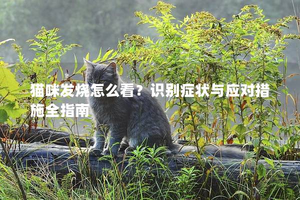 貓咪發燒怎么看？識別癥狀與應對措施全指南