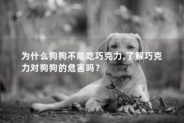 為什么狗狗不能吃巧克力,了解巧克力對狗狗的危害嗎？