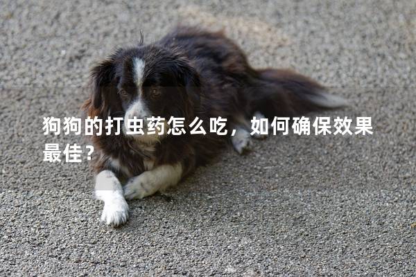 狗狗的打蟲藥怎么吃，如何確保效果最佳？