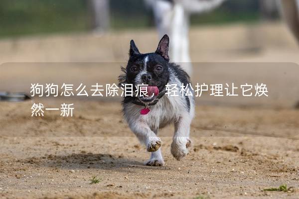 狗狗怎么去除淚痕，輕松護理讓它煥然一新