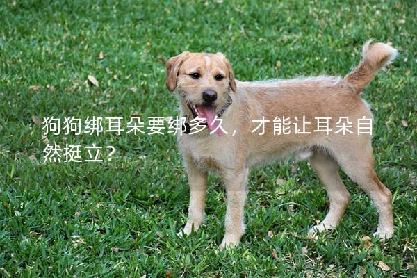 狗狗綁耳朵要綁多久，才能讓耳朵自然挺立？