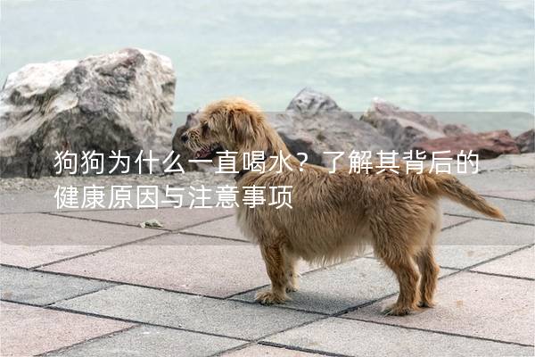 狗狗為什么一直喝水？了解其背后的健康原因與注意事項(xiàng)