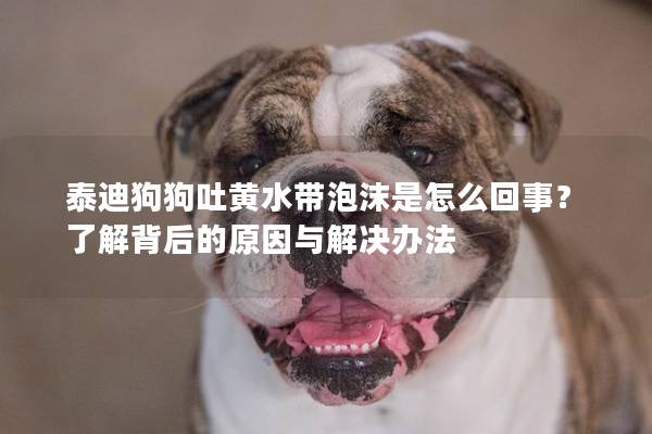 泰迪狗狗吐黃水帶泡沫是怎么回事？了解背后的原因與解決辦法