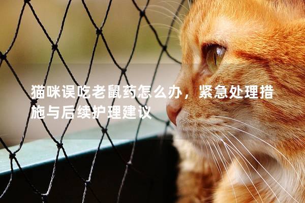 貓咪誤吃老鼠藥怎么辦，緊急處理措施與后續護理建議