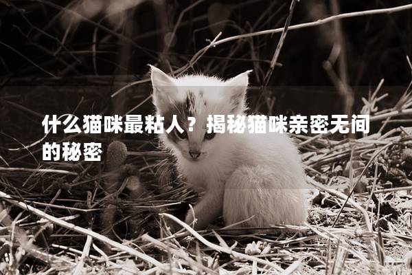 什么貓咪最粘人？揭秘貓咪親密無間的秘密