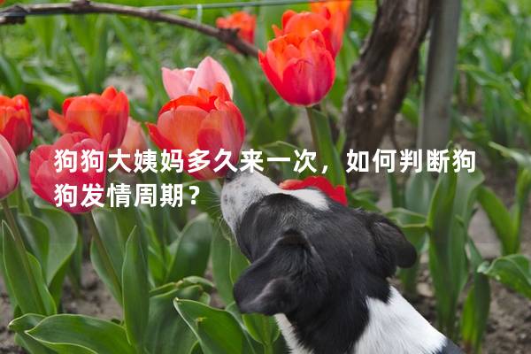 狗狗大姨媽多久來一次，如何判斷狗狗發情周期？