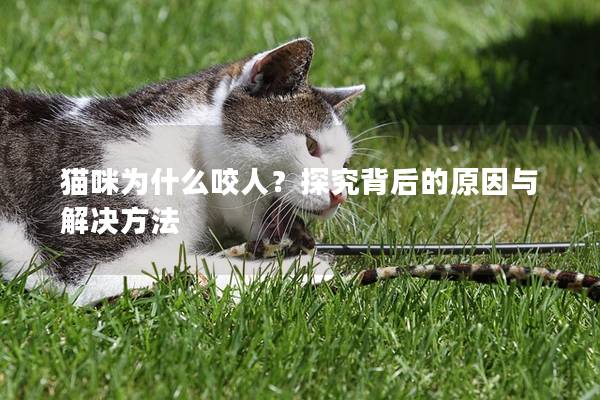 貓咪為什么咬人？探究背后的原因與解決方法