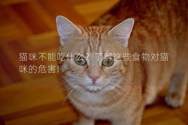 貓咪不能吃什么？了解這些食物對貓咪的危害!