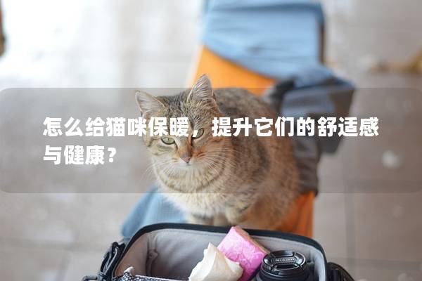怎么給貓咪保暖，提升它們的舒適感與健康？