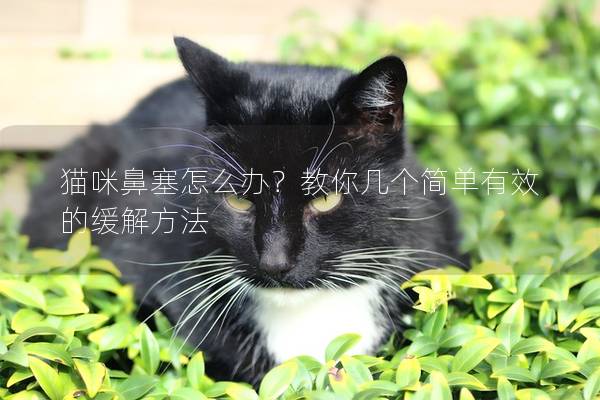 貓咪鼻塞怎么辦？教你幾個簡單有效的緩解方法