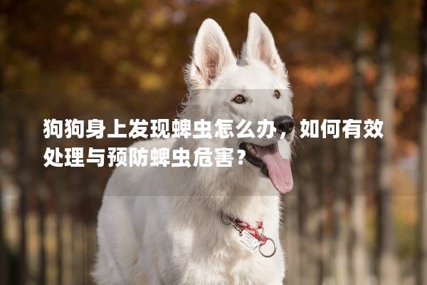 狗狗身上發(fā)現(xiàn)蜱蟲怎么辦，如何有效處理與預(yù)防蜱蟲危害？