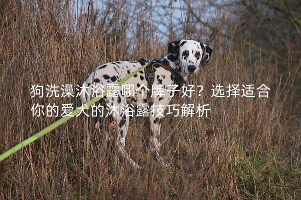 狗洗澡沐浴露哪個牌子好？選擇適合你的愛犬的沐浴露技巧解析