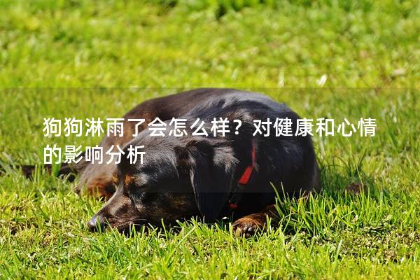 狗狗淋雨了會怎么樣？對健康和心情的影響分析