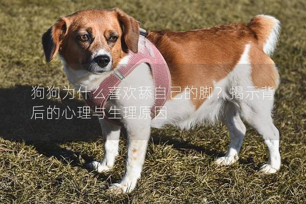 狗狗為什么喜歡舔自己的腳？揭示背后的心理與生理原因