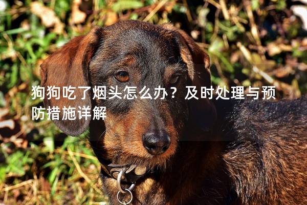 狗狗吃了煙頭怎么辦？及時處理與預防措施詳解