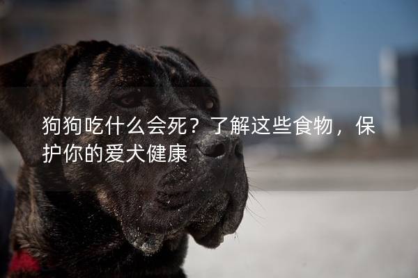 狗狗吃什么會死？了解這些食物，保護(hù)你的愛犬健康
