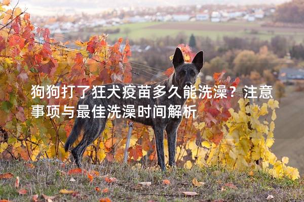 狗狗打了狂犬疫苗多久能洗澡？注意事項與最佳洗澡時間解析