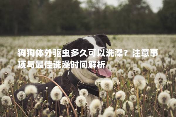 狗狗體外驅蟲多久可以洗澡？注意事項與最佳洗澡時間解析