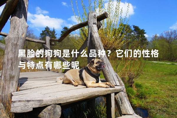 黑臉的狗狗是什么品種？它們的性格與特點有哪些呢