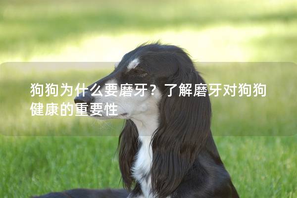 狗狗為什么要磨牙？了解磨牙對狗狗健康的重要性