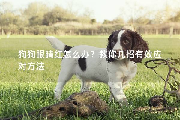 狗狗眼睛紅怎么辦？教你幾招有效應對方法