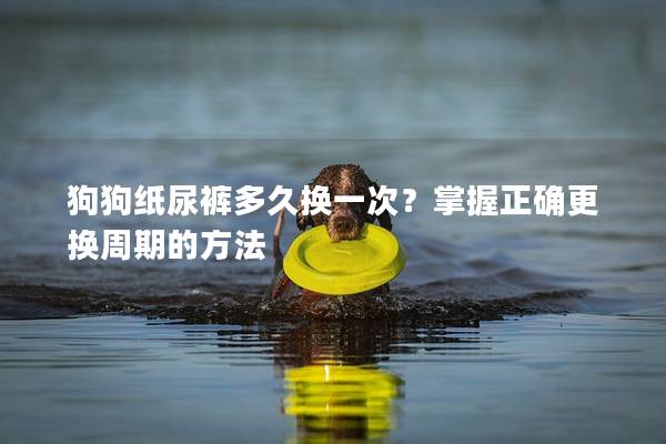 狗狗紙尿褲多久換一次？掌握正確更換周期的方法