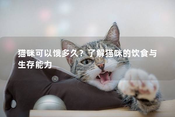 貓咪可以餓多久？了解貓咪的飲食與生存能力