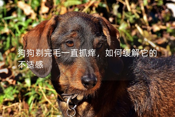 狗狗剃完毛一直抓癢，如何緩解它的不適感
