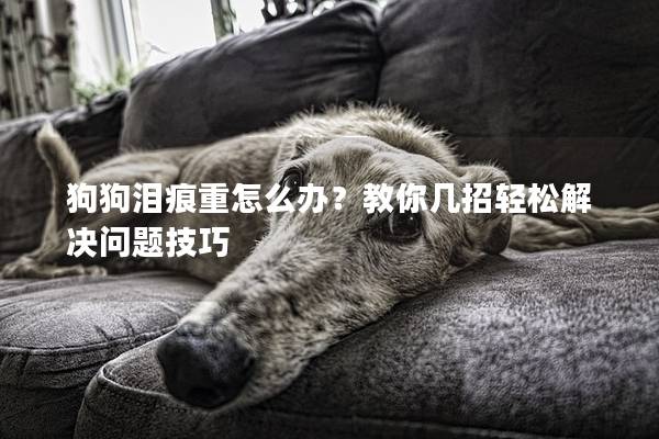 狗狗淚痕重怎么辦？教你幾招輕松解決問題技巧