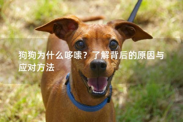 狗狗為什么哆嗦？了解背后的原因與應(yīng)對方法