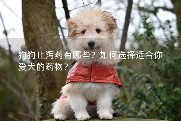 狗狗止瀉藥有哪些？如何選擇適合你愛犬的藥物？