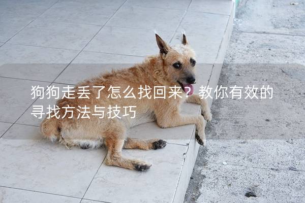狗狗走丟了怎么找回來？教你有效的尋找方法與技巧