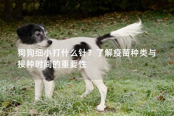 狗狗細小打什么針？了解疫苗種類與接種時間的重要性