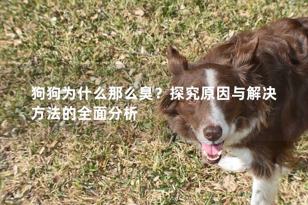 狗狗為什么那么臭？探究原因與解決方法的全面分析