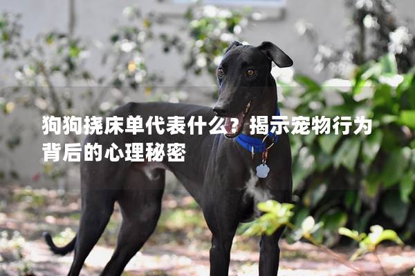 狗狗撓床單代表什么？揭示寵物行為背后的心理秘密