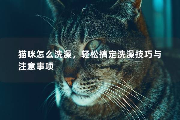 貓咪怎么洗澡,輕松搞定洗澡技巧與注意事項 貓咪怎么洗澡,輕松搞定洗澡技巧與注意事項