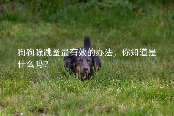 狗狗除跳蚤最有效的辦法,你知道是什么嗎? 狗狗除跳蚤最有效的辦法,你知道是什么嗎?