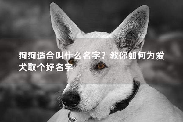 狗狗適合叫什么名字？教你如何為愛犬取個好名字