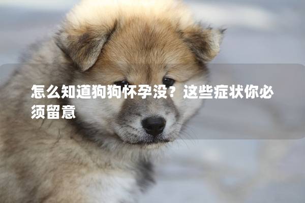 怎么知道狗狗懷孕沒？這些癥狀你必須留意