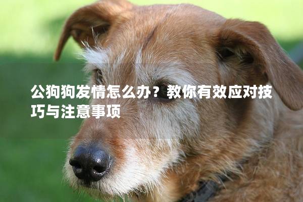 公狗狗發(fā)情怎么辦？教你有效應對技巧與注意事項