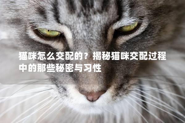 貓咪怎么交配的？揭秘貓咪交配過(guò)程中的那些秘密與習(xí)性