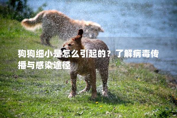 狗狗細小是怎么引起的？了解病毒傳播與感染途徑