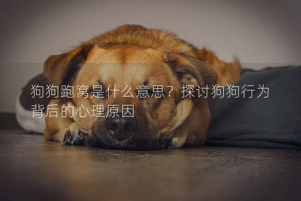 狗狗跑窩是什么意思？探討狗狗行為背后的心理原因