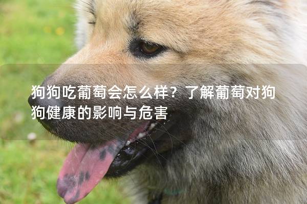 狗狗吃葡萄會怎么樣?了解葡萄對狗狗健康的影響與危害 狗狗吃葡萄會怎么樣?了解葡萄對狗狗健康的影響與危害