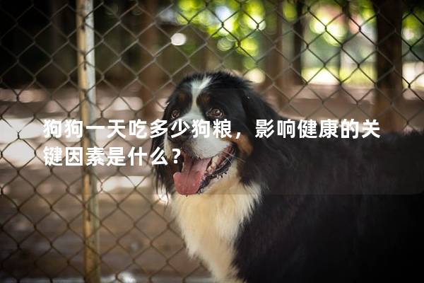 狗狗一天吃多少狗糧，影響健康的關鍵因素是什么？