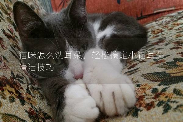 貓咪怎么洗耳朵，輕松搞定小貓耳朵清潔技巧