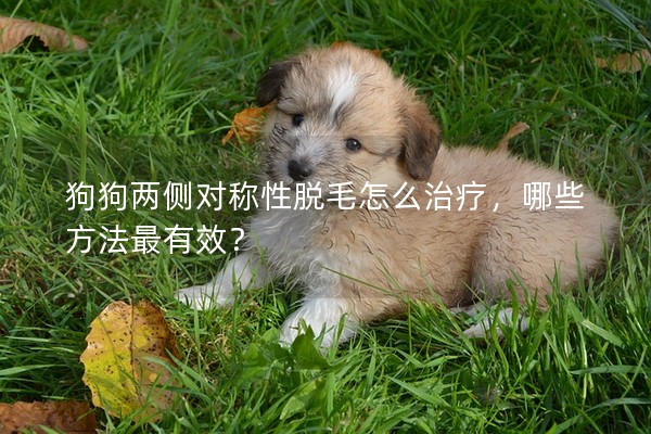 狗狗兩側對稱性脫毛怎么治療，哪些方法最有效？