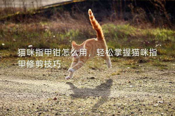 貓咪指甲鉗怎么用，輕松掌握貓咪指甲修剪技巧