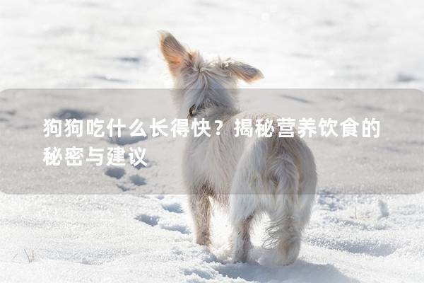 狗狗吃什么長得快？揭秘營養(yǎng)飲食的秘密與建議