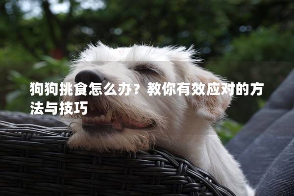 狗狗挑食怎么辦？教你有效應對的方法與技巧